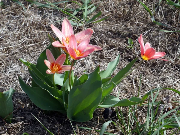 Różowe Tulipany Klombie — Zdjęcie stockowe