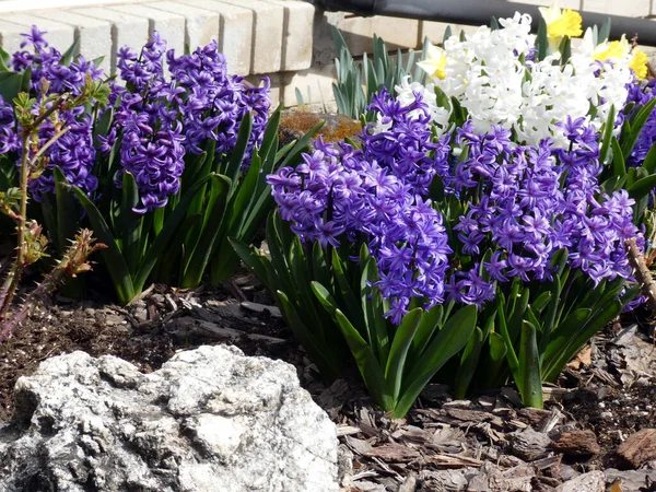Kleurrijke Hyacinten Het Bloembed — Stockfoto