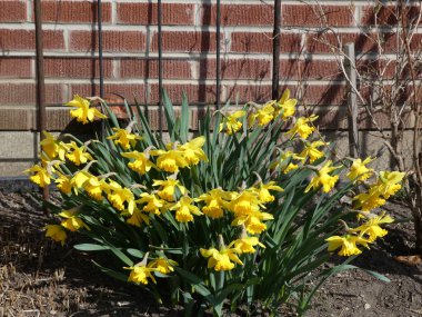 Çiçek tarlasında sarı narsistler