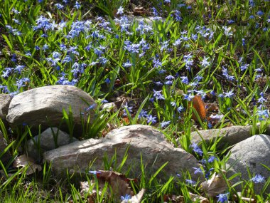 Çiçek tarlasında beni unutma çiçekleri.