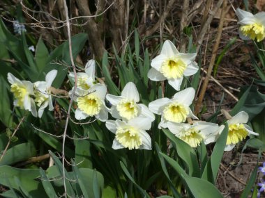 Çiçek tarlasında beyaz narsistler