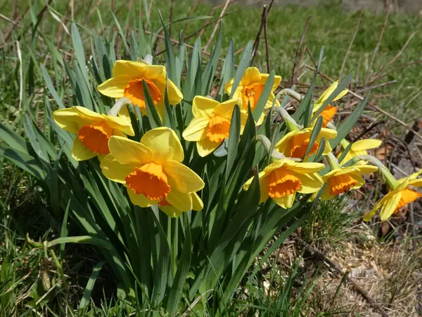 Narcisos Amarelos Canteiro Flores — Fotografia de Stock