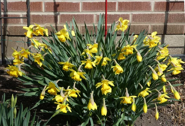 Gele Narcissen Het Bloembed — Stockfoto