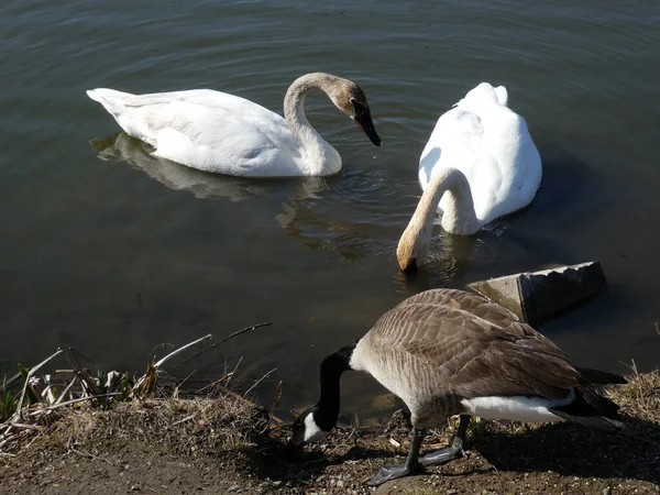 Das Schwanenpaar Und Die Gans Strand — Stockfoto