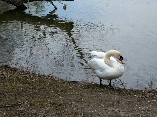 Cigno Sulla Spiaggia Del Lago — Foto Stock