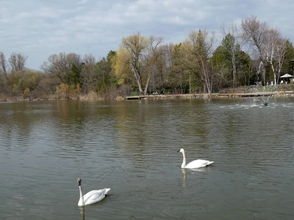 Pair Swans Pond Water — Fotografia de Stock