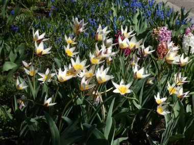 Çiçek tarhında çiçek arkaplanı olarak bir sürü beyaz lale.