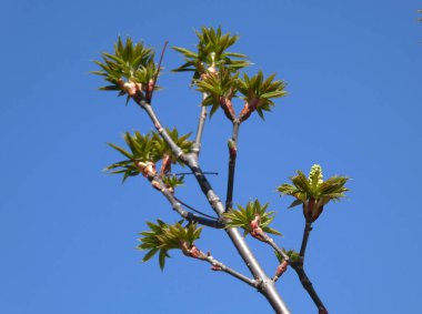 ağaç dalı gökyüzü arka plan üzerinde