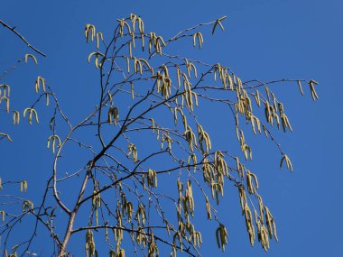 ağaç dalı gökyüzü arka plan üzerinde