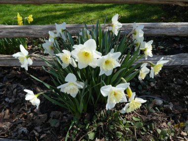 Çiçek tarlasında beyaz nergisler