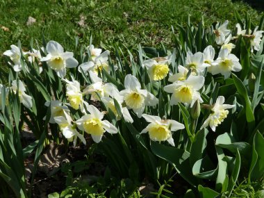 Çiçek tarlasında beyaz nergisler