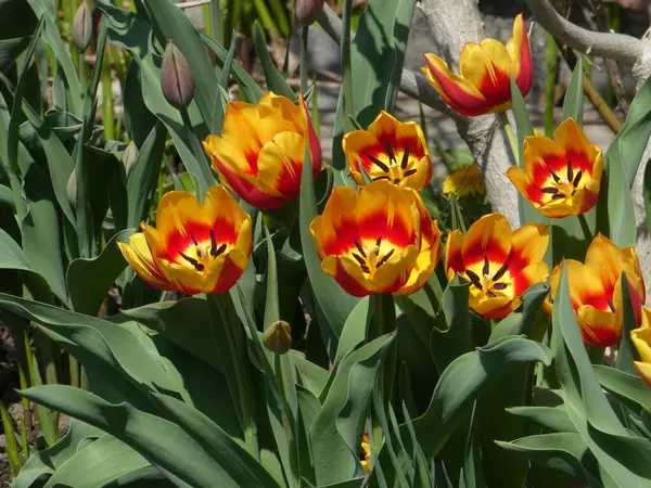 Tulipes Orange Sur Lit Fleurs — Photo