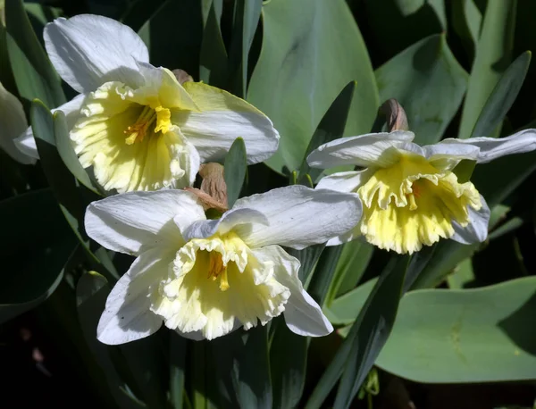 Narcisos Brancos Canteiro Flores — Fotografia de Stock