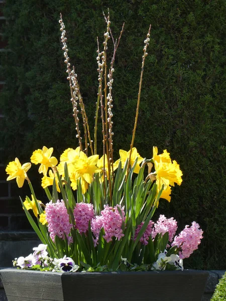 黄色のナルシッソスとピンクのヒアシンスを鍋に開花 — ストック写真