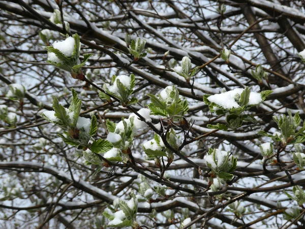 Tree Branches Leaves Covered Snow — Stock Photo, Image