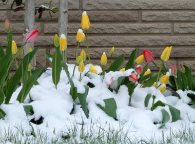 Karla kaplı çiçek tarhında renkli laleler