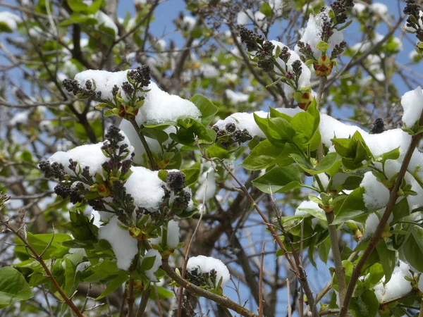 Lilac Branches Covered Snow — Stock Photo, Image