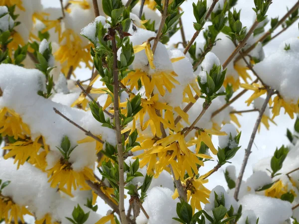 Blooming Bush Covered Snow — Stock Photo, Image