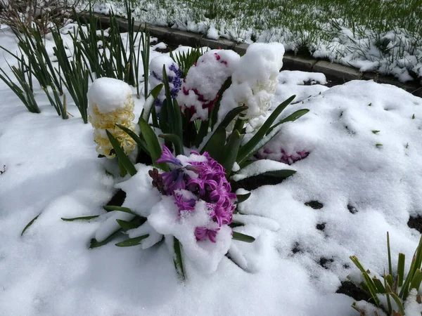 Kleurrijke Hyacinten Bedekt Met Sneeuw — Stockfoto