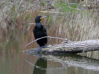 Ahşap üzerinde oturan karabatak kuşu