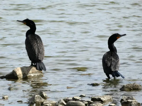 Dos Pájaros Cormoranes Sentados Sobre Piedras — Foto de Stock