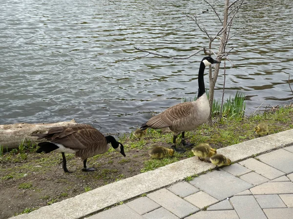 Οικογένεια Geese Βράγχια — Φωτογραφία Αρχείου