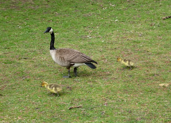 鹅的家庭 小鹅在草地上 — 图库照片