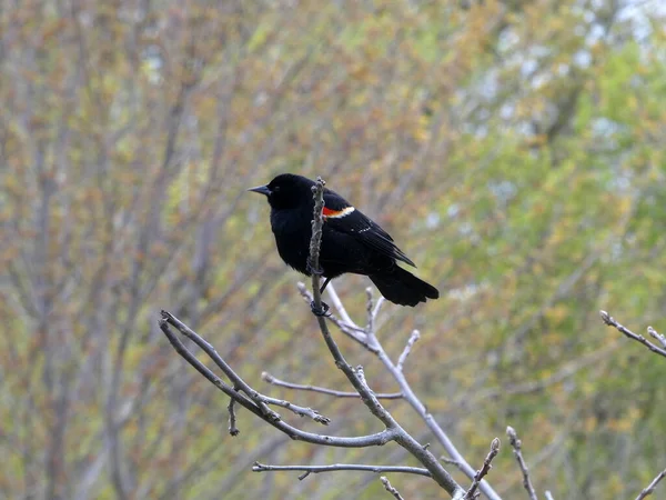 Černý Pták Sedí Větvi — Stock fotografie