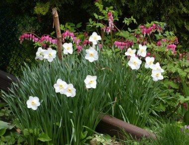 Çiçek tarhında renkli çiçekler