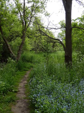 Yaz ormanında çiçek açan unutma beni.