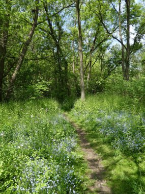 Yaz ormanında çiçek açan unutma beni.