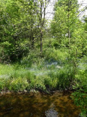 Yaz ormanında çiçek açan unutma beni.