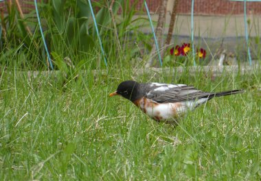 # Çimlerde Robin kuşu #