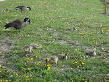Gees ailesi çimlerde