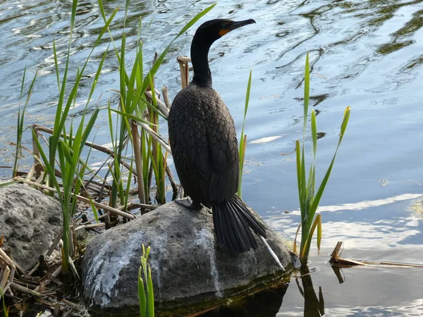 Kormoranvogel Auf Dem Stein — Stockfoto