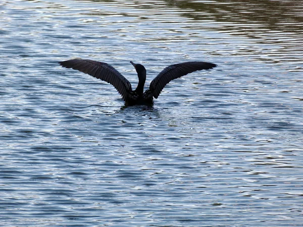 Cormorant Bird Going Fly Water Surface — Foto de Stock