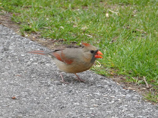 Weiblicher Kardinalvogel Auf Der Spur — Stockfoto