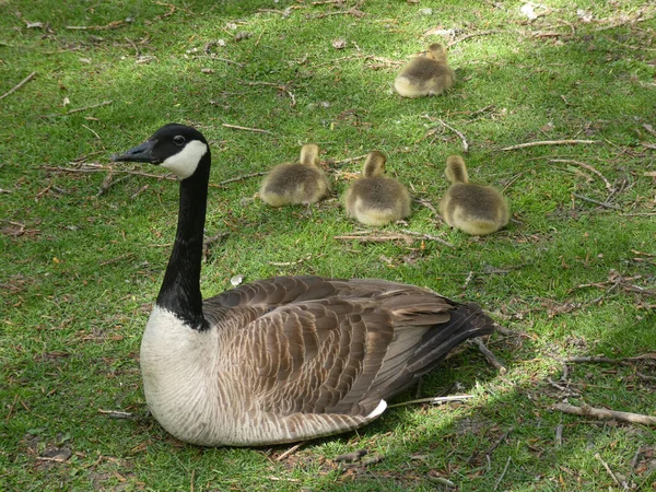 Oche Famiglia Con Goslings Erba — Foto Stock