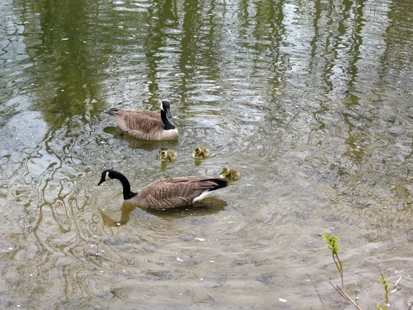 Familia Gansos Con Goslings —  Fotos de Stock