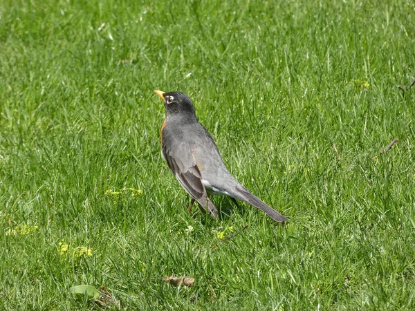 Robin Bird Grass — Stock Photo, Image