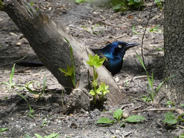 Black Bird Sitting Ground — Stock Photo, Image