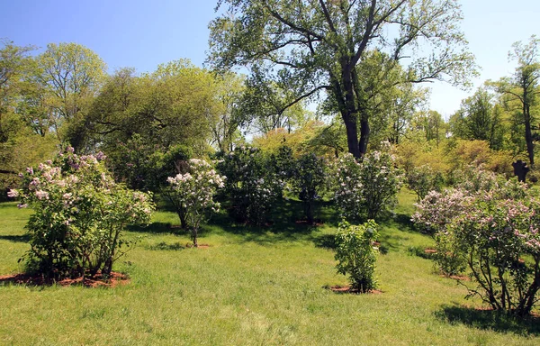 Landscape Lilacs Garden — Stock Photo, Image