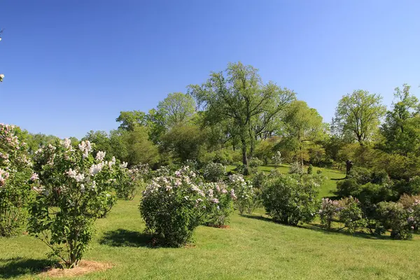 皇家植物园里的丁香花园 — 图库照片