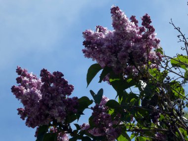 Mor leylak demetleri