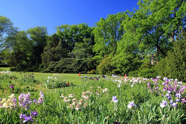 Burlington Çiçeklerle Dolu Bir Bahçe — Stok fotoğraf