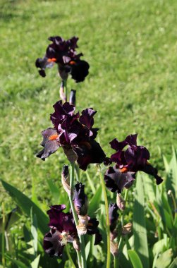 Blooming dark red iriess on flower bed