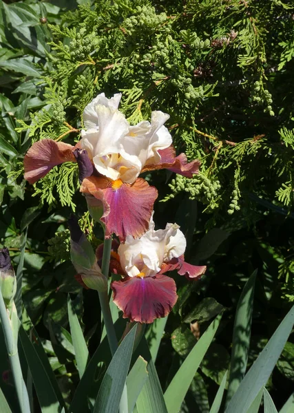 Zwei Blühende Schwertlilien Blumenbeet — Stockfoto