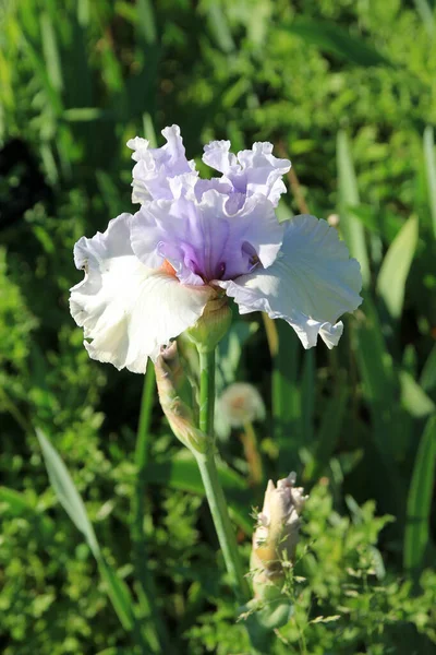 Çiçek tarhında çiçek açan beyaz iris