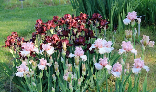 Blühende Bunte Schwertlilien Blumenbeet — Stockfoto