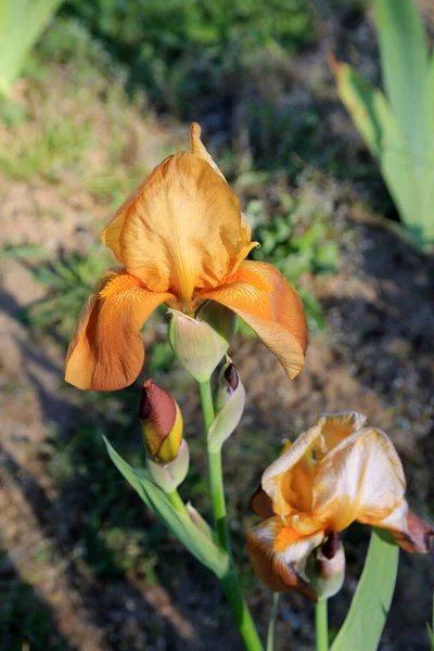 Blühende Orangefarbene Iris Auf Dem Beet — Stockfoto